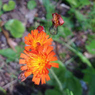 Imagem de Pilosella aurantiaca (L.) Sch. Bip., F. W. Schultz & Sch. Bip.