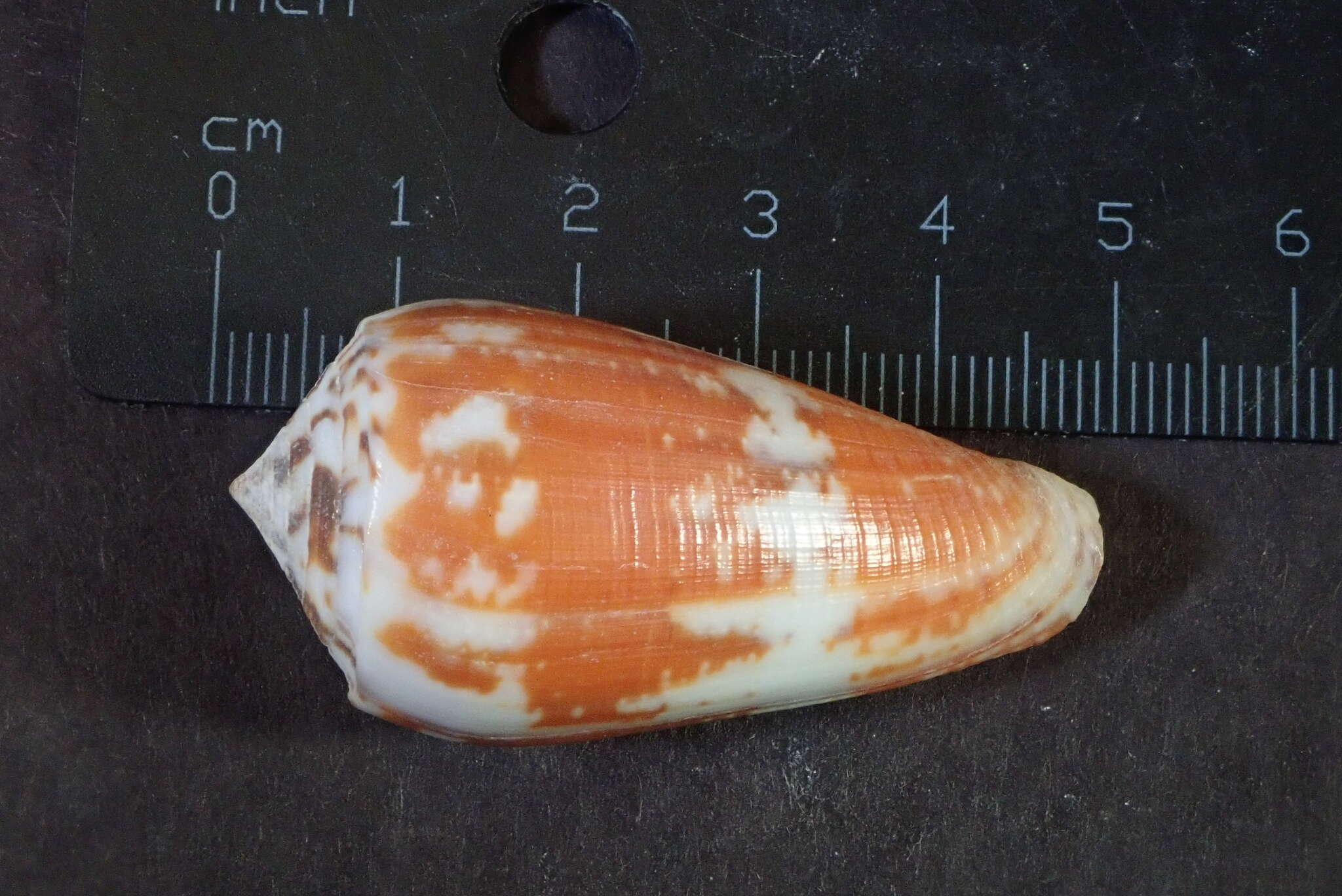 Image of Conus magus Linnaeus 1758