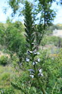 Imagem de Acanthus mollis L.