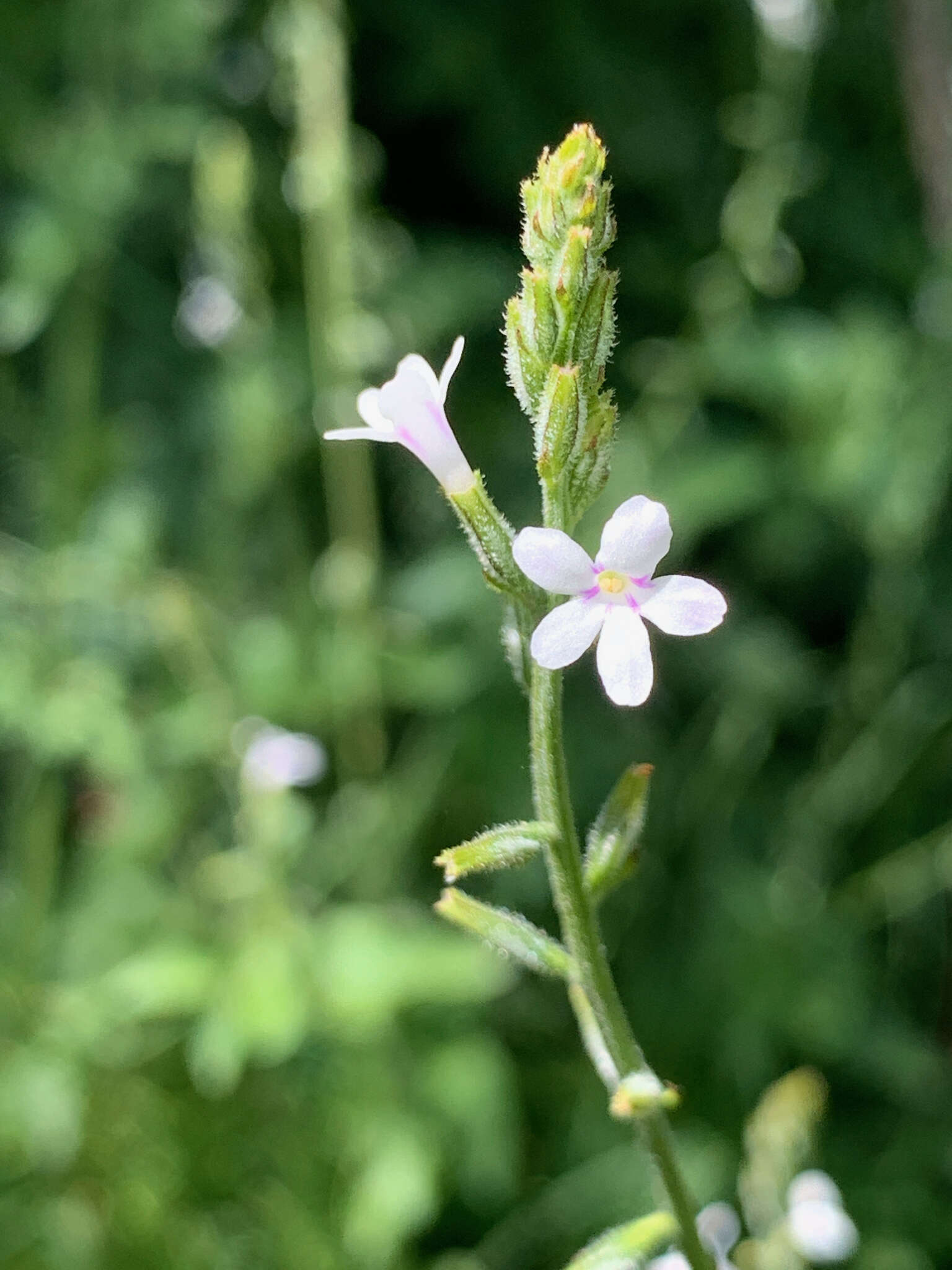 Image of Priva adhaerens (Forssk.) Chiov.