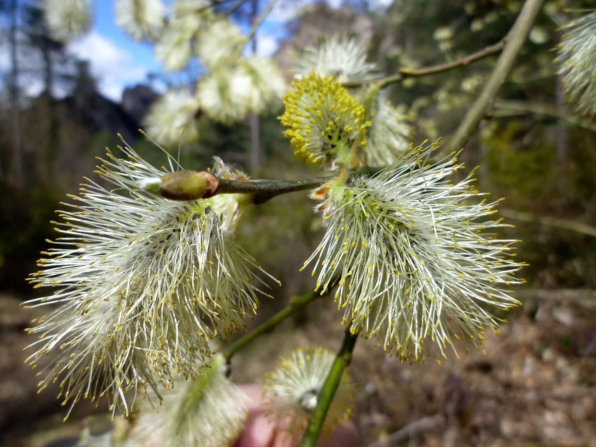 Image of goat willow