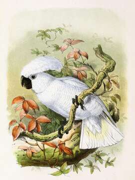 Image of Umbrella Cockatoo