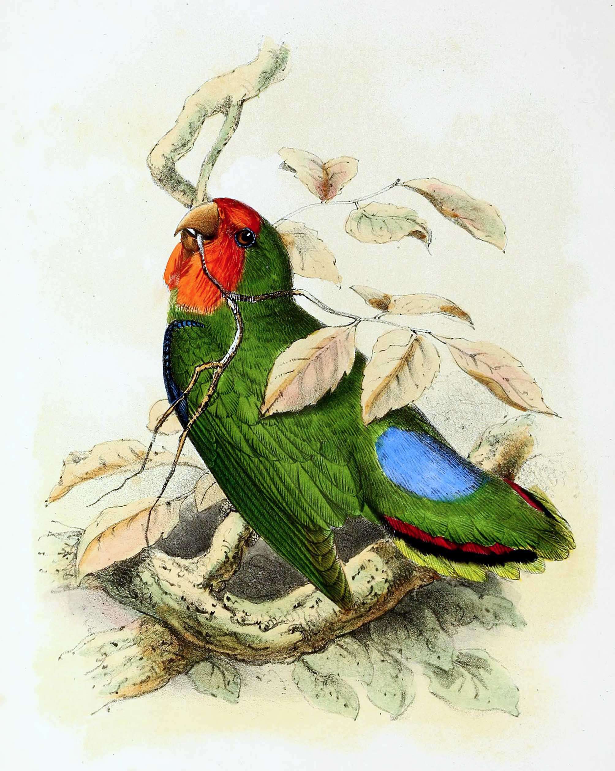 Image of Agapornis Selby 1836