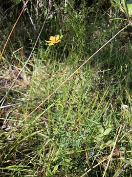 Image of sharplobe St. Johnswort