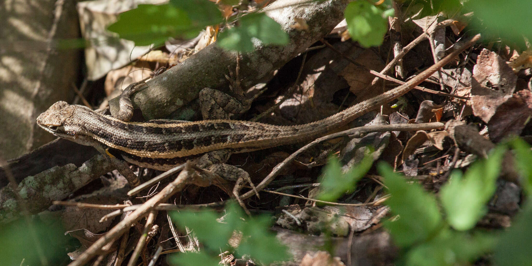 Image of Rose-bellied Lizard