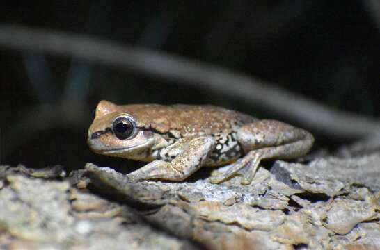 Image of northern streamside tree frog