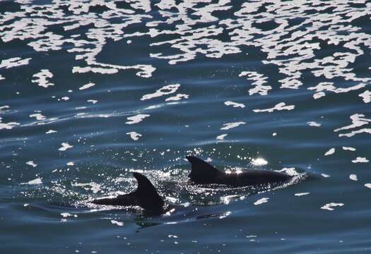 Image of Bottlenose Dolphin