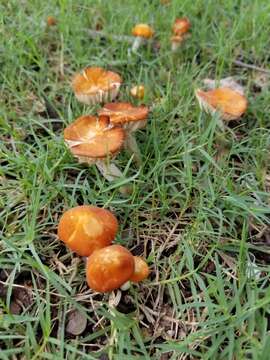 Image of Marasmius vagus