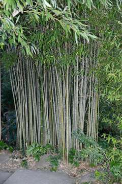 Слика од Phyllostachys aurea (André) Rivière & C. Rivière