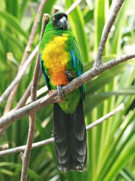 Image of Masked Shining Parrot