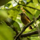 صورة Mionectes oleagineus parcus Bangs 1900