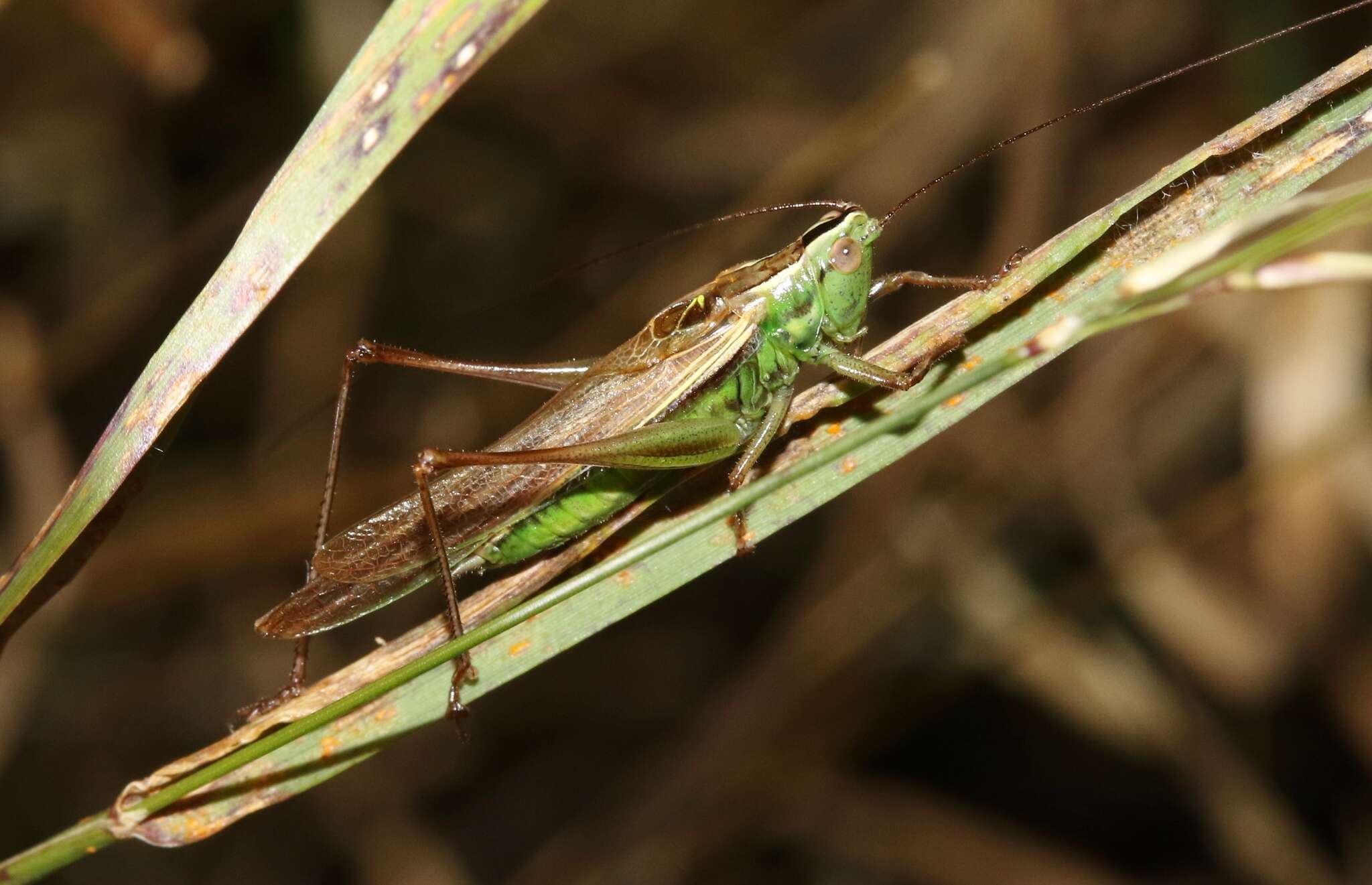 Image of Conocephalus (Anisoptera) bilineatus (Erichson 1842)