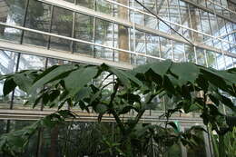 Amorphophallus titanum (Becc.) Becc. resmi