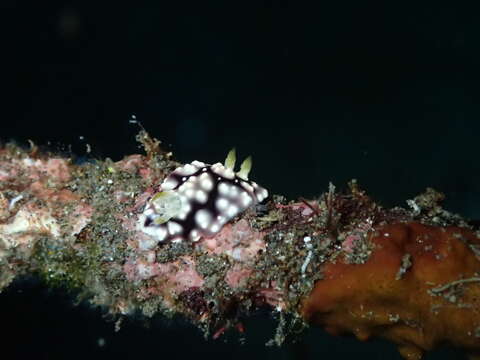 Image of Geometric brown headflapper slug