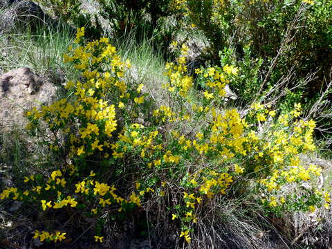 Image of Scorpion Senna