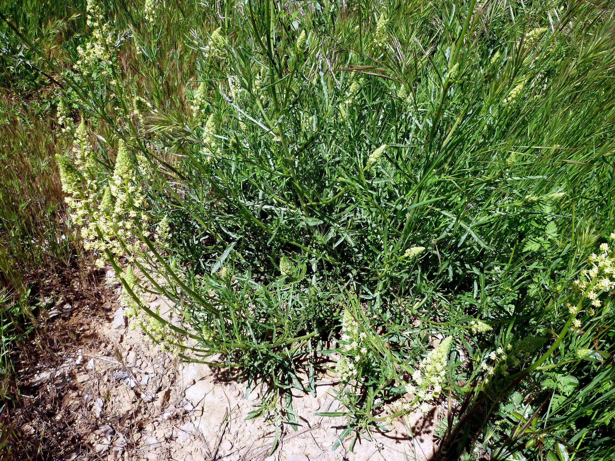 Слика од Reseda lutea L.