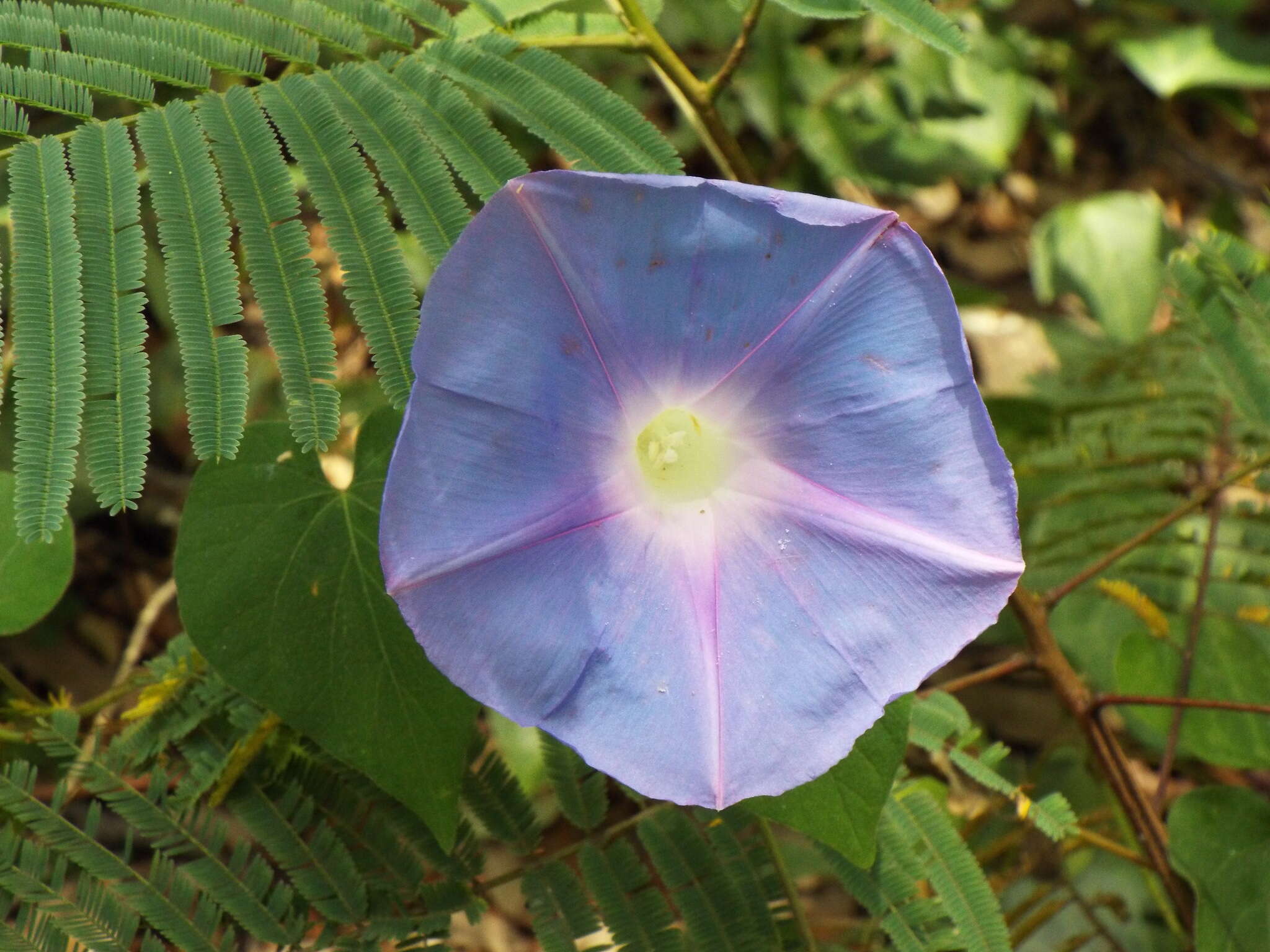 Image of whiteedge morning-glory