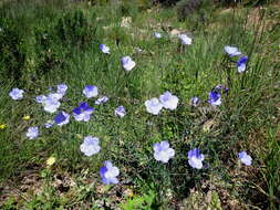 Image of Blue flax