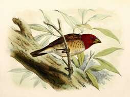 Image of Red-headed Quelea