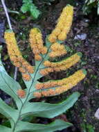 Polypodium cambricum L.的圖片