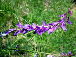 Image of bird vetch