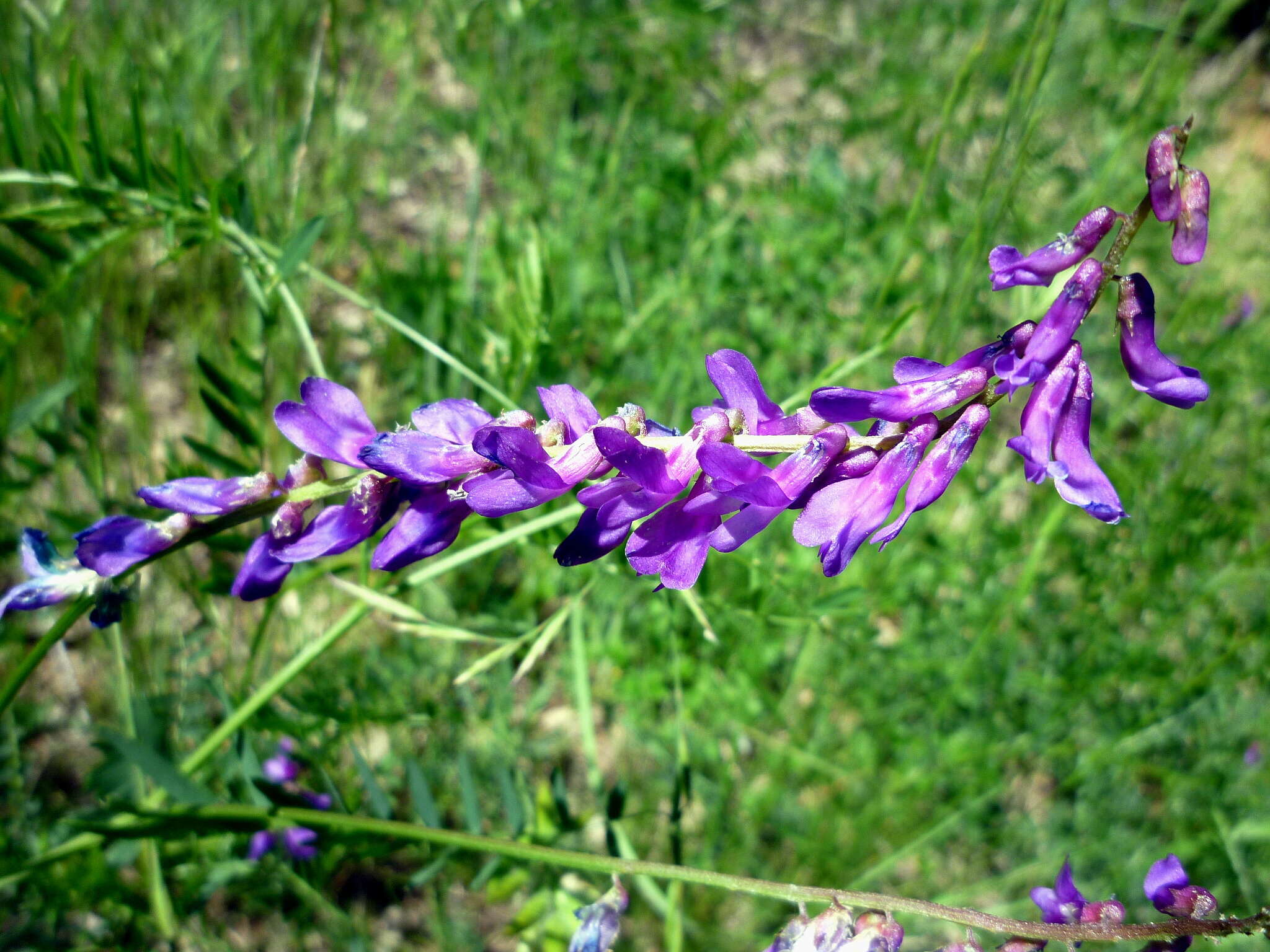 Image of bird vetch