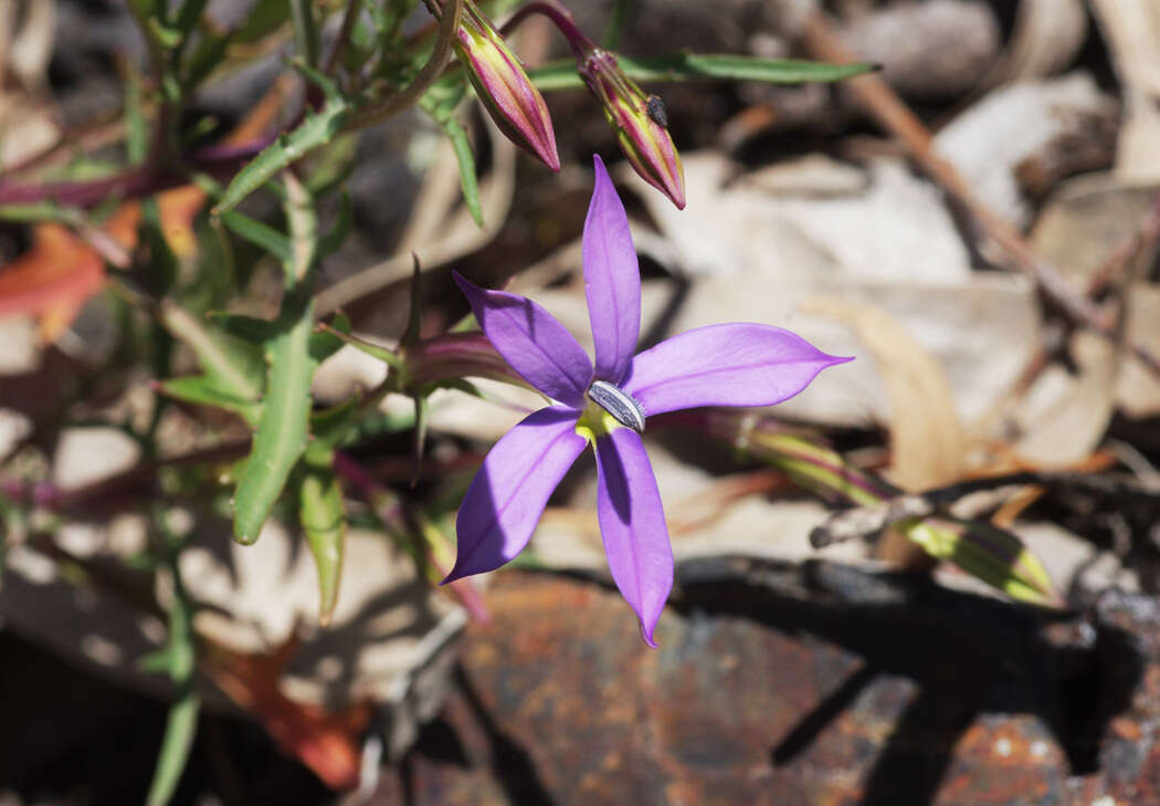 Image of Lithotoma axillaris (Lindl.) E. B. Knox