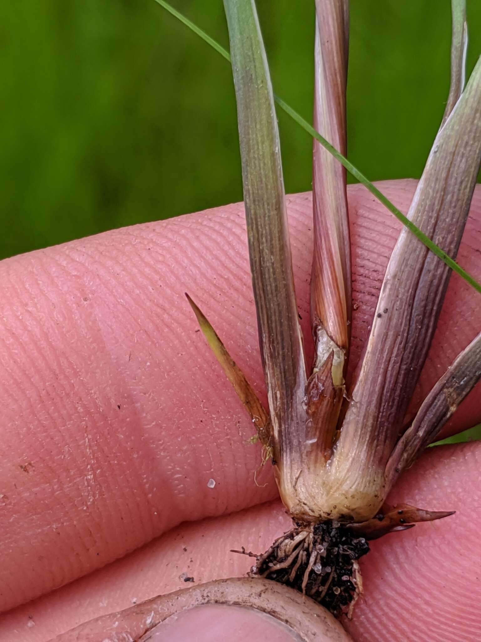 Image of Twisted yellow-eyed grass