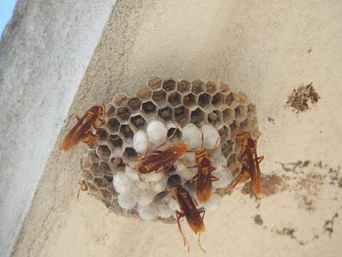 Image of <i>Polistes <i>major</i></i> major