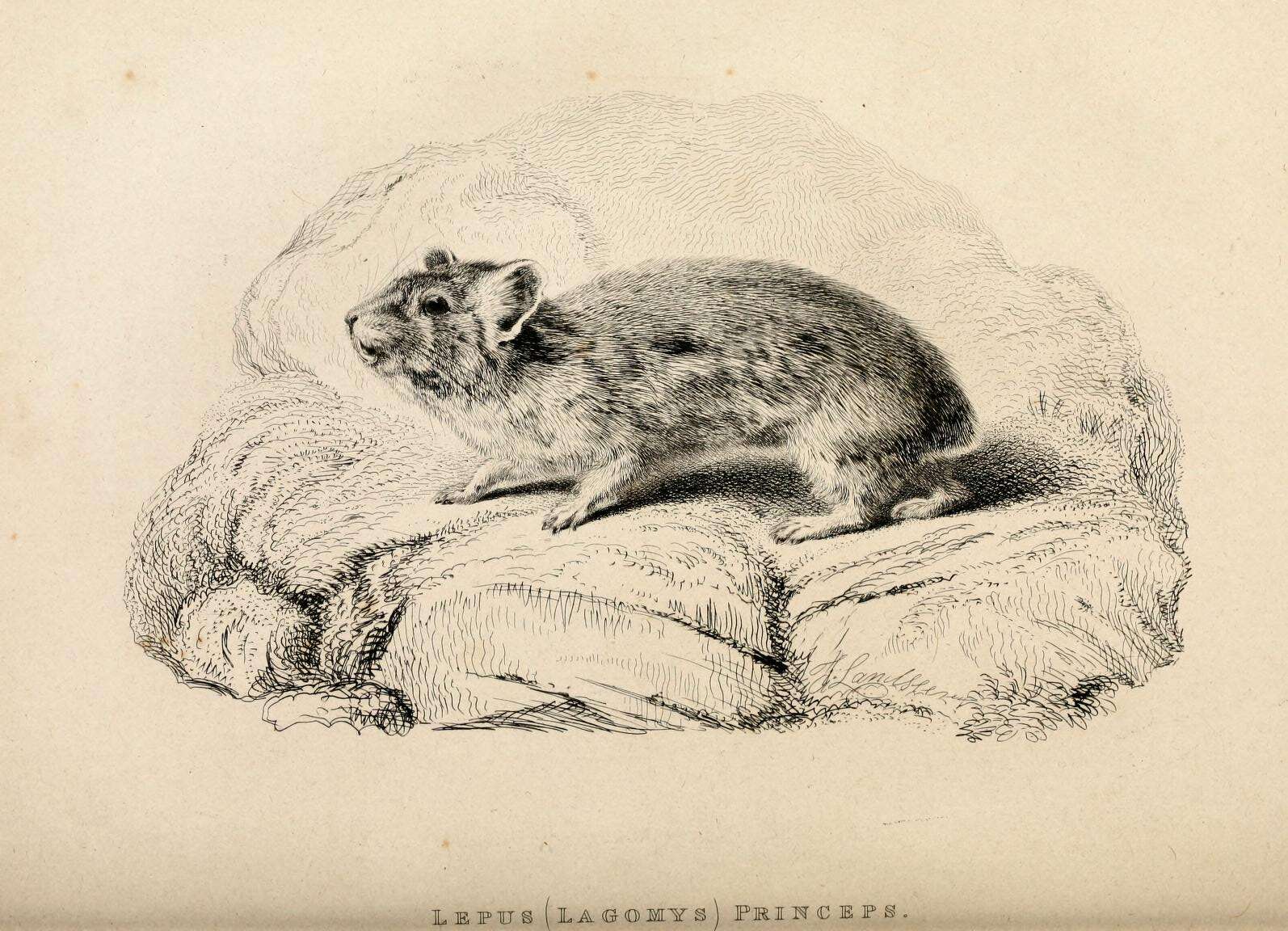 Image of Ochotona subgen. Pika Lacépède 1799