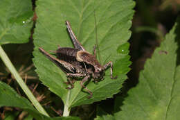 Image of dark bush-cricket