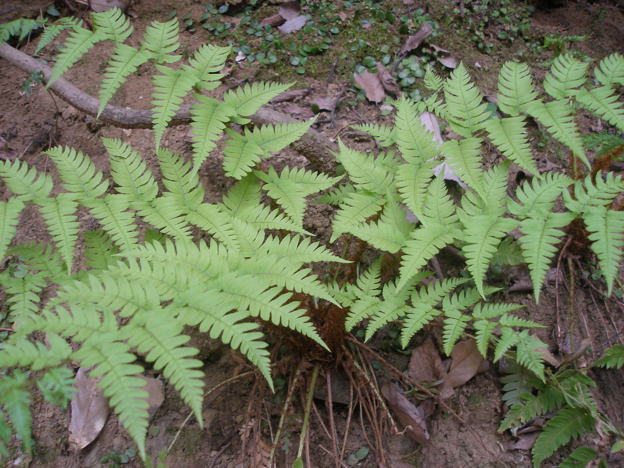 Image de Dryopteris lacera (Thunb.) Ktze.