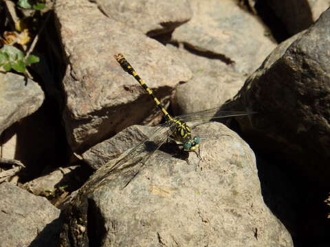 Image of <i>Onychogomphus forcipatus unguiculatus</i>