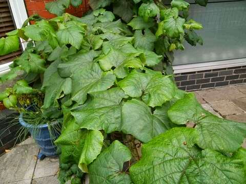 Image of crimson glory vine