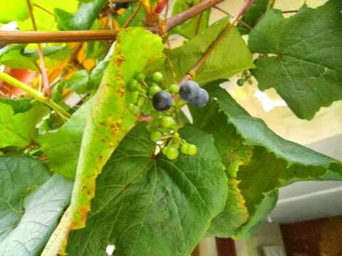 Image of crimson glory vine