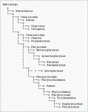 Image of tailless whip scorpions