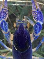 Imagem de <i>Procambarus holifieldi</i> Schuster, Taylor & Adams 2015