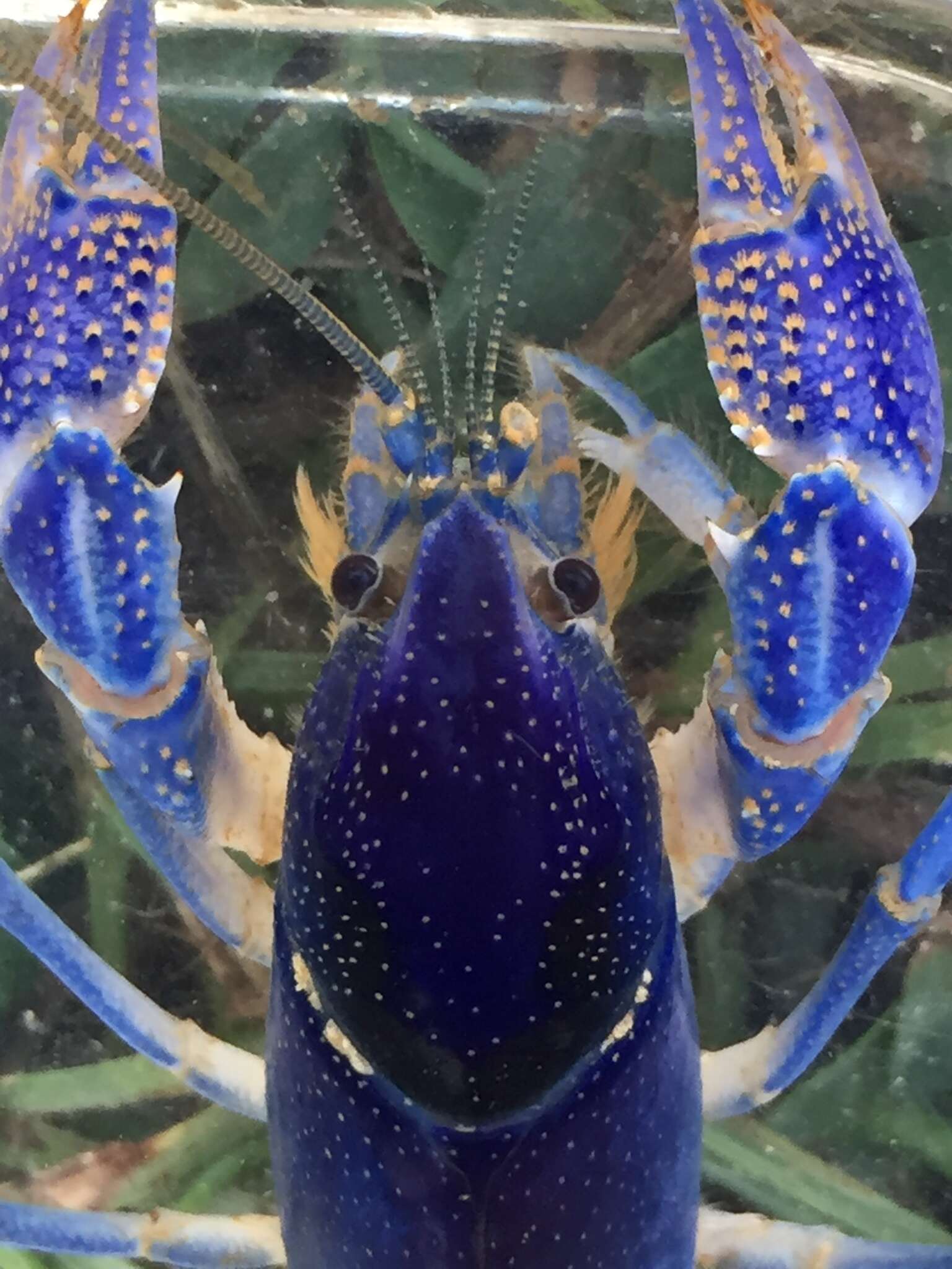 Image of <i>Procambarus holifieldi</i> Schuster, Taylor & Adams 2015