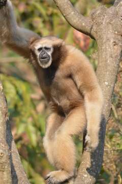 Image of Hoolock Gibbon