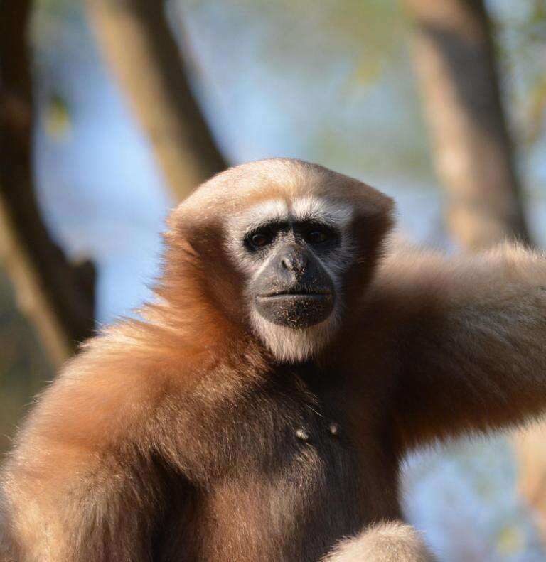 Image of Hoolock Gibbon