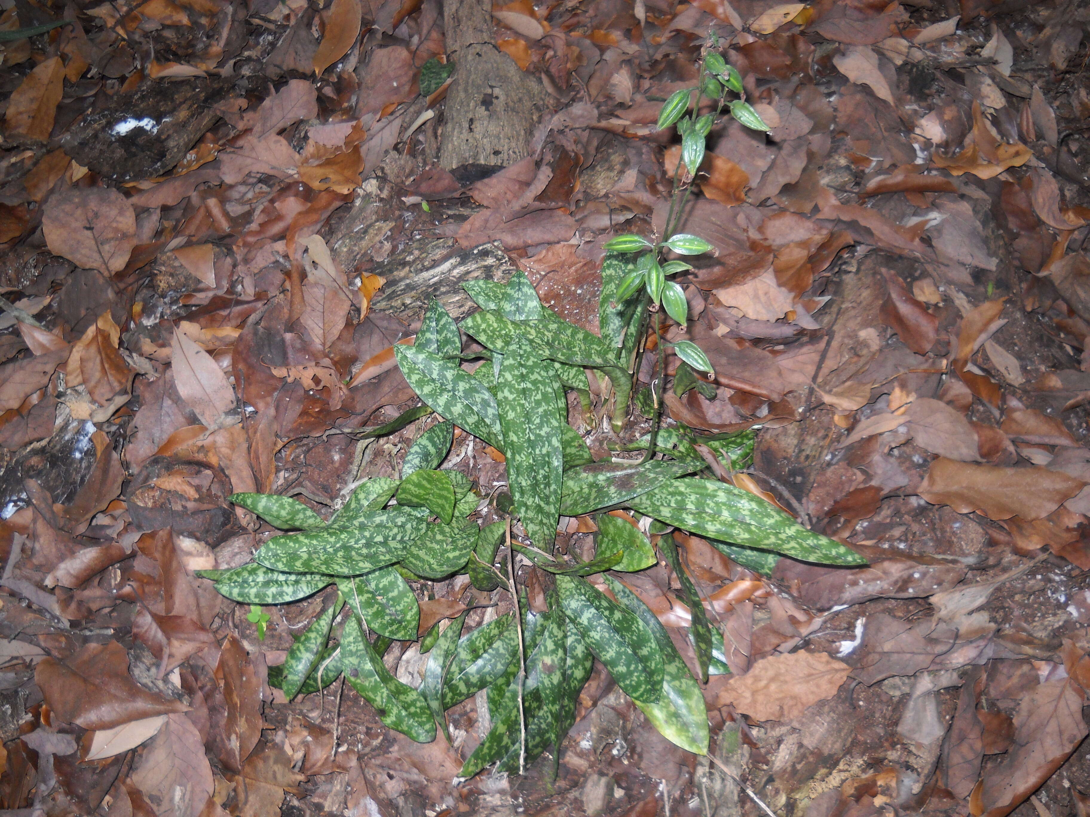 Image of Monk orchid