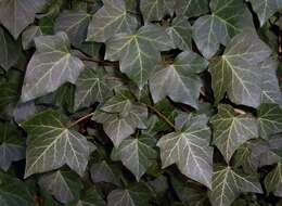 Image of English ivy