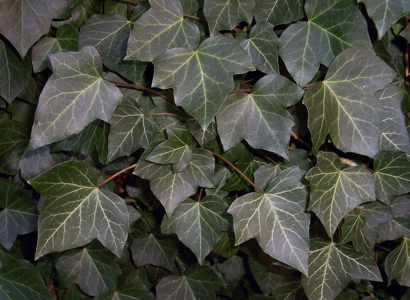 Image of English ivy