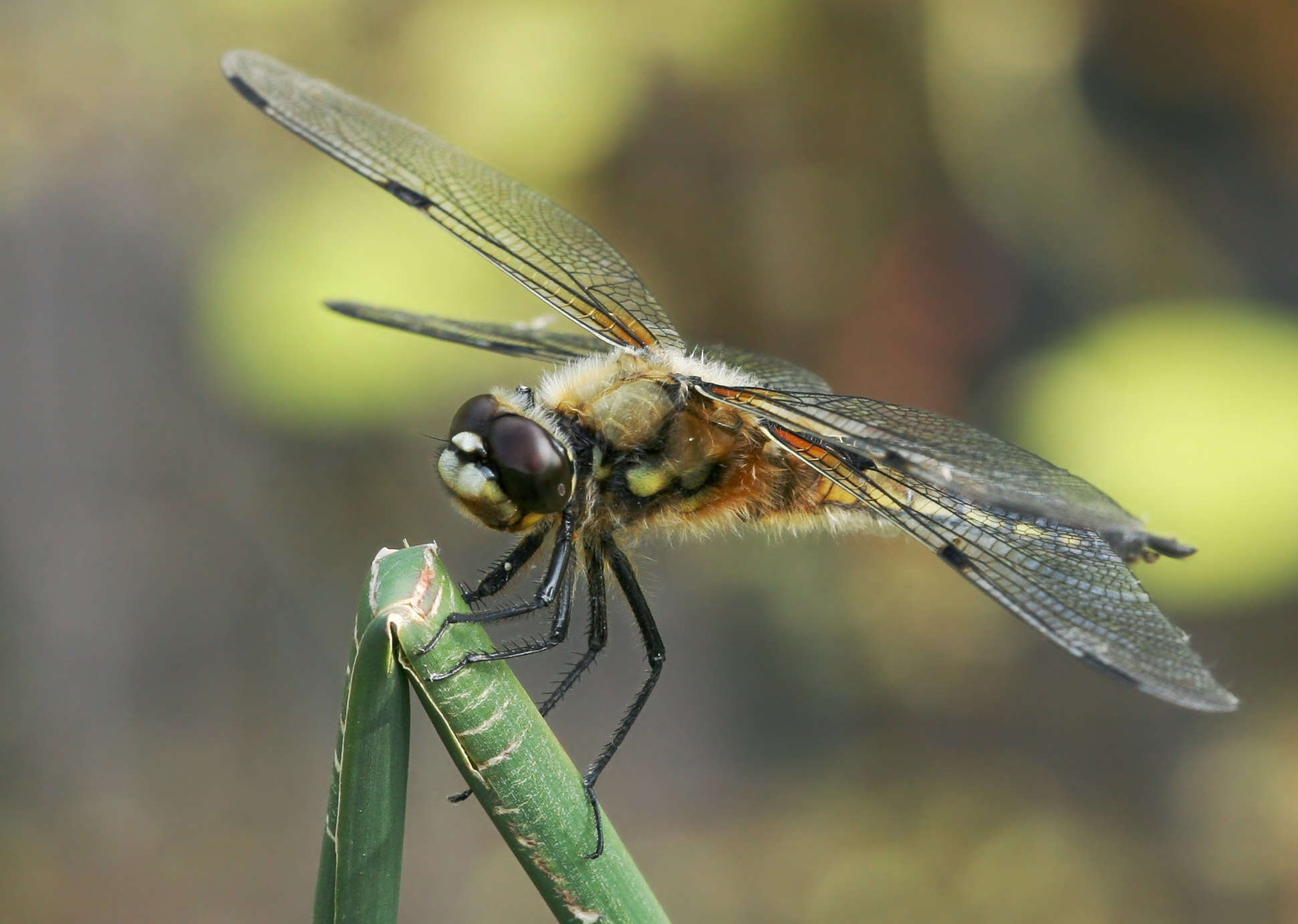 Image of Four-spotted Chaser