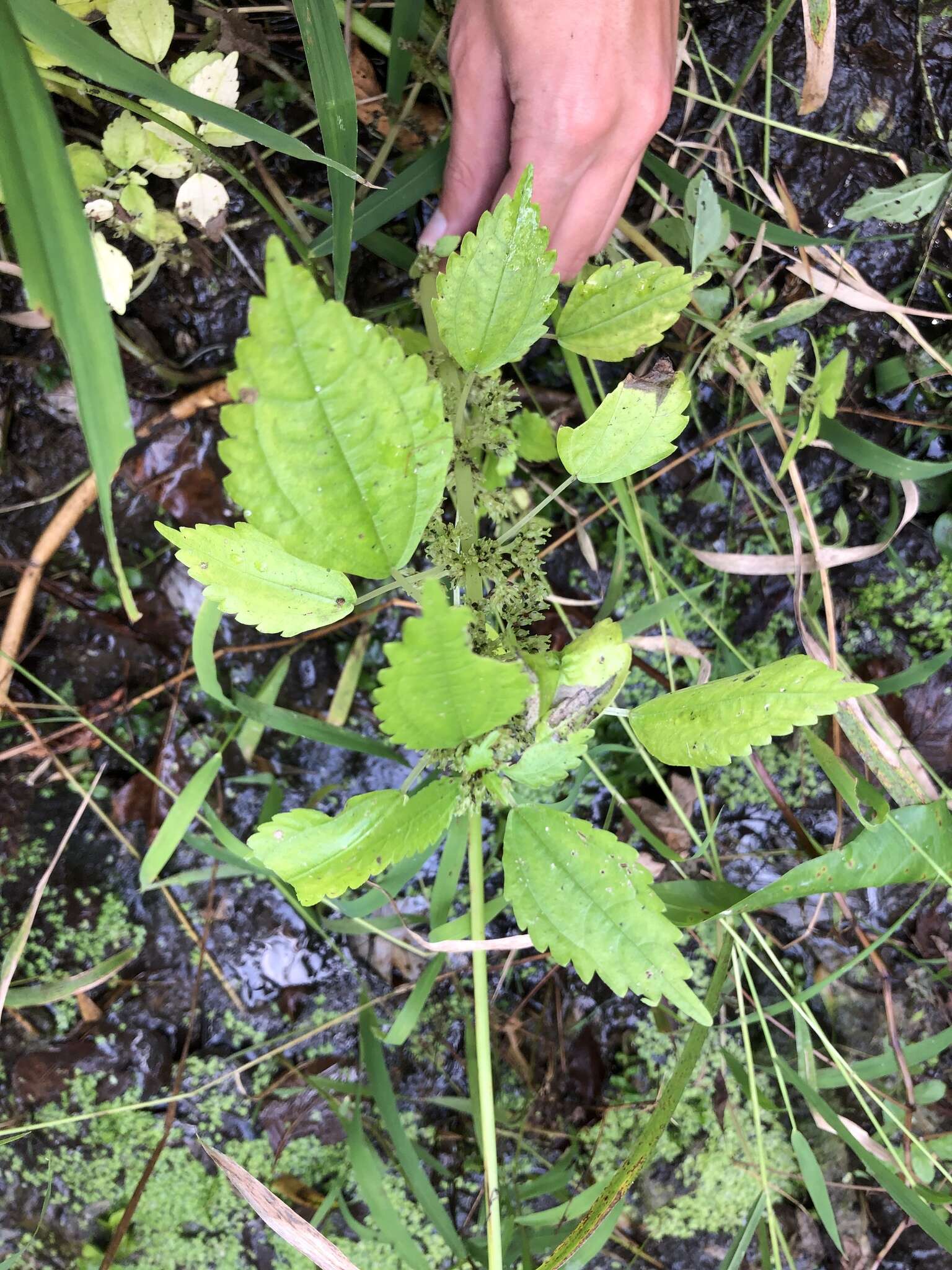 Image of Lesser Clearweed