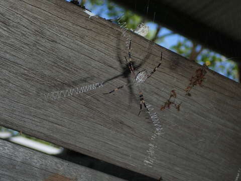 Imagem de Argiope katherina Levi 1983