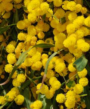 Image of orange wattle