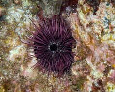 Image of Echinostrephus A. Agassiz 1863