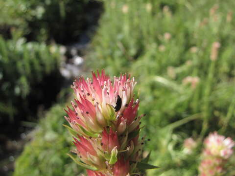 Image of Rhodiola semenovii (Regel & Herd.) Boriss.