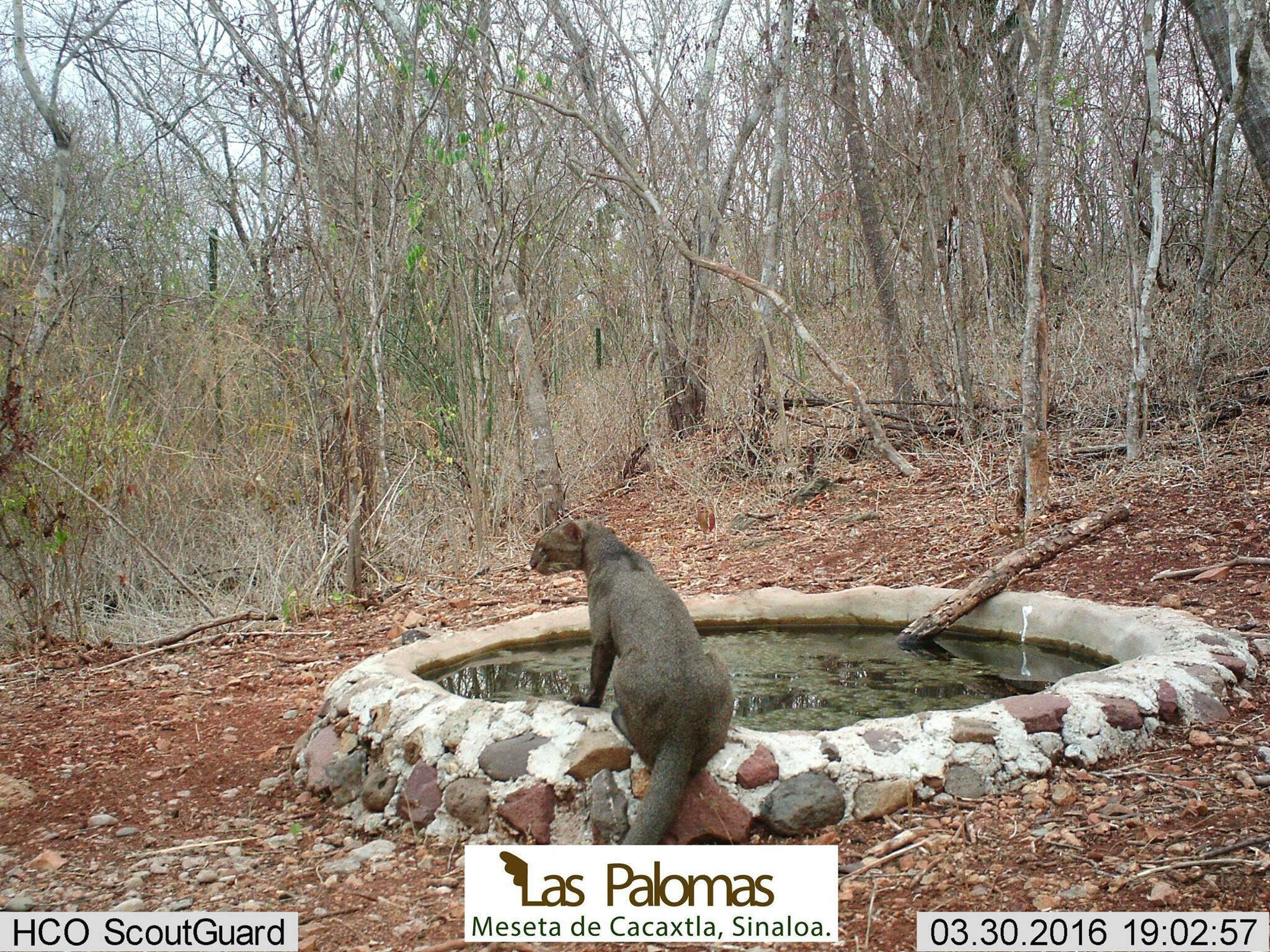 Image of Jaguarundi